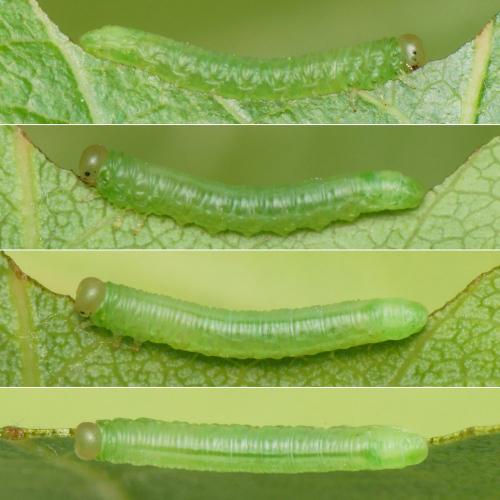 Réf. 255 317 : Pristiphora abbreviata